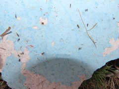 Myrmecophilus americanus