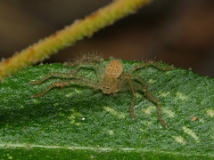 Neosparassus diana