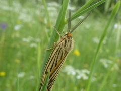 Spiris striata