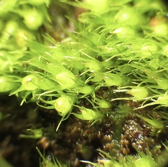 Pleuridium acuminatum