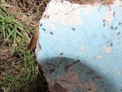 Myrmecophilus americanus