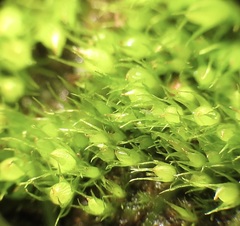 Pleuridium acuminatum