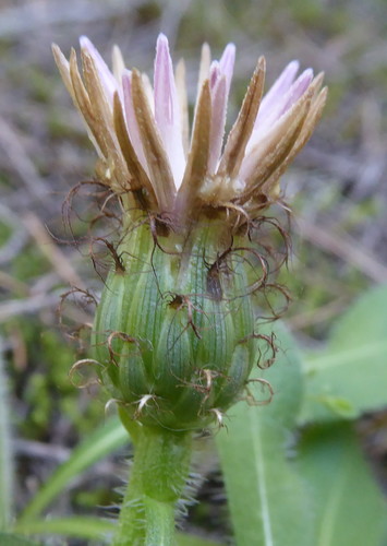 iNaturalist | (c) emilio2020, some rights reserved (CC BY-NC), uploaded by emilio2020 Representative image of Centaurea antennata