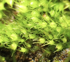 Pleuridium acuminatum