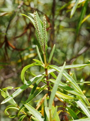 Veronica stenophylla stenophylla