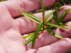Veronica stenophylla stenophylla