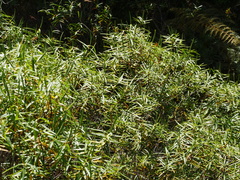 Veronica stenophylla stenophylla