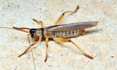 Hadrogryllacris