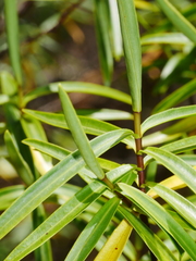 Veronica stenophylla stenophylla