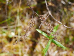 Veronica stenophylla stenophylla