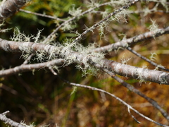 Veronica stenophylla stenophylla