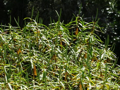 Veronica stenophylla stenophylla