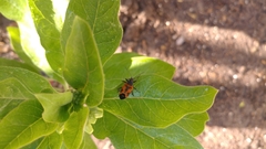 Lygaeus reclivatus