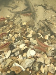 Percina nigrofasciata