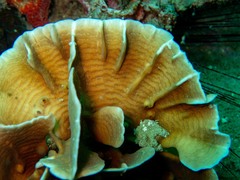 Pavona frondifera