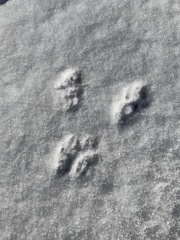 Sciurus carolinensis