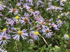 Symphyotrichum elliottii