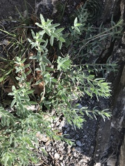 Hyssopus officinalis