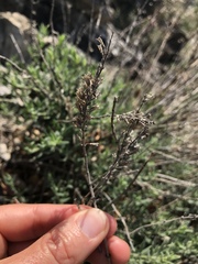 Hyssopus officinalis