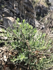 Hyssopus officinalis