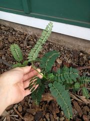 Phyllanthus leucanthus
