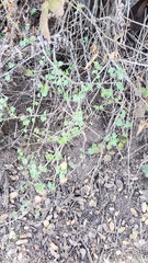 Ribes divaricatum pubiflorum