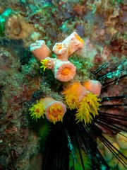 Cladopsammia gracilis