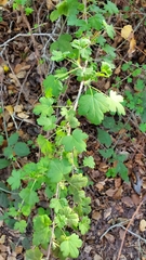 Ribes divaricatum pubiflorum