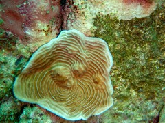 Pachyseris