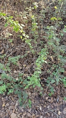 Ribes divaricatum pubiflorum