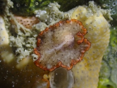 Pseudobiceros damawan