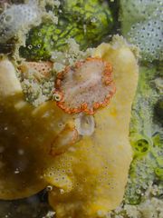 Pseudobiceros damawan