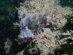 Centrogenys vaigiensis