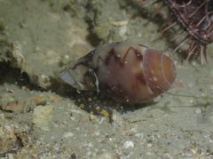Cymbiola nobilis