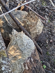 Castor canadensis