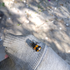 Nicrophorus mexicanus