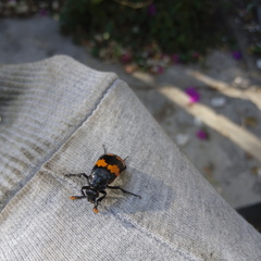 Nicrophorus mexicanus