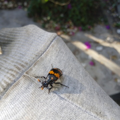 Nicrophorus mexicanus