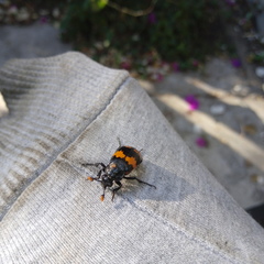 Nicrophorus mexicanus