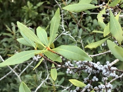 Morella cerifera image