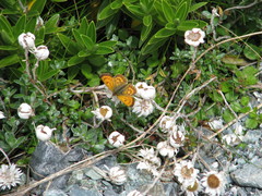 Lycaena salustius