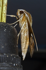 Theretra silhetensis