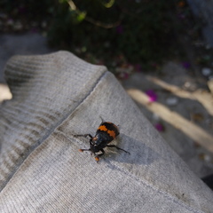 Nicrophorus mexicanus