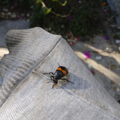 Nicrophorus mexicanus