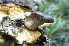 Pleurotus australis