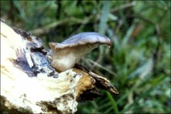Pleurotus australis