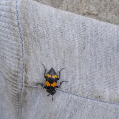 Nicrophorus mexicanus