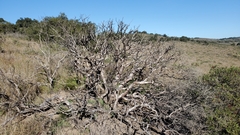 Arctostaphylos rudis
