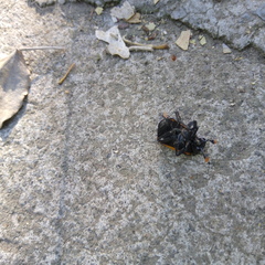 Nicrophorus mexicanus