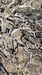 Arctostaphylos rudis